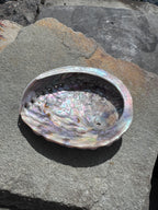 Abalone Muschel - groß