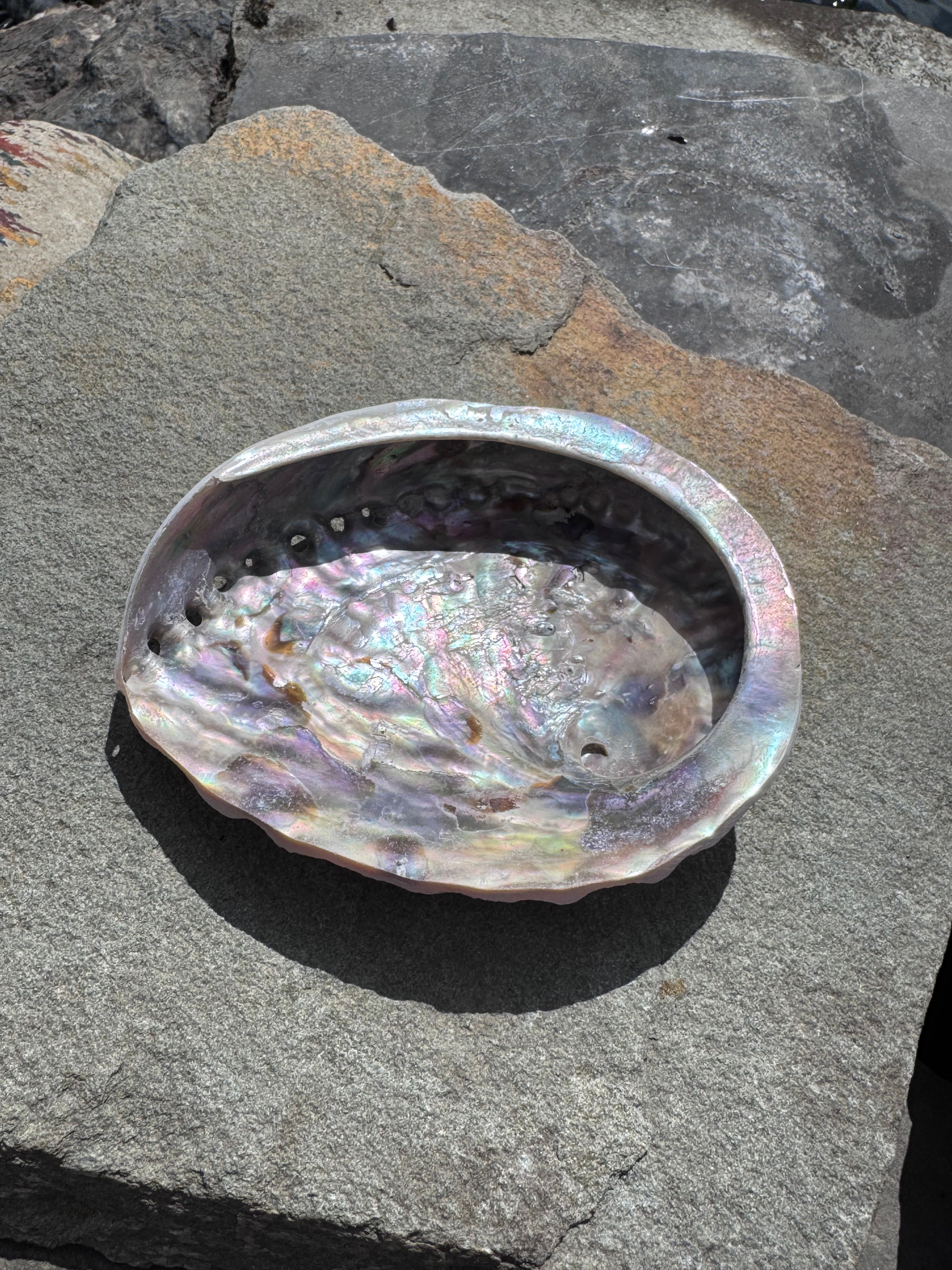 Abalone Muschel - groß