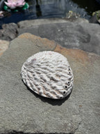 Abalone Muschel - groß