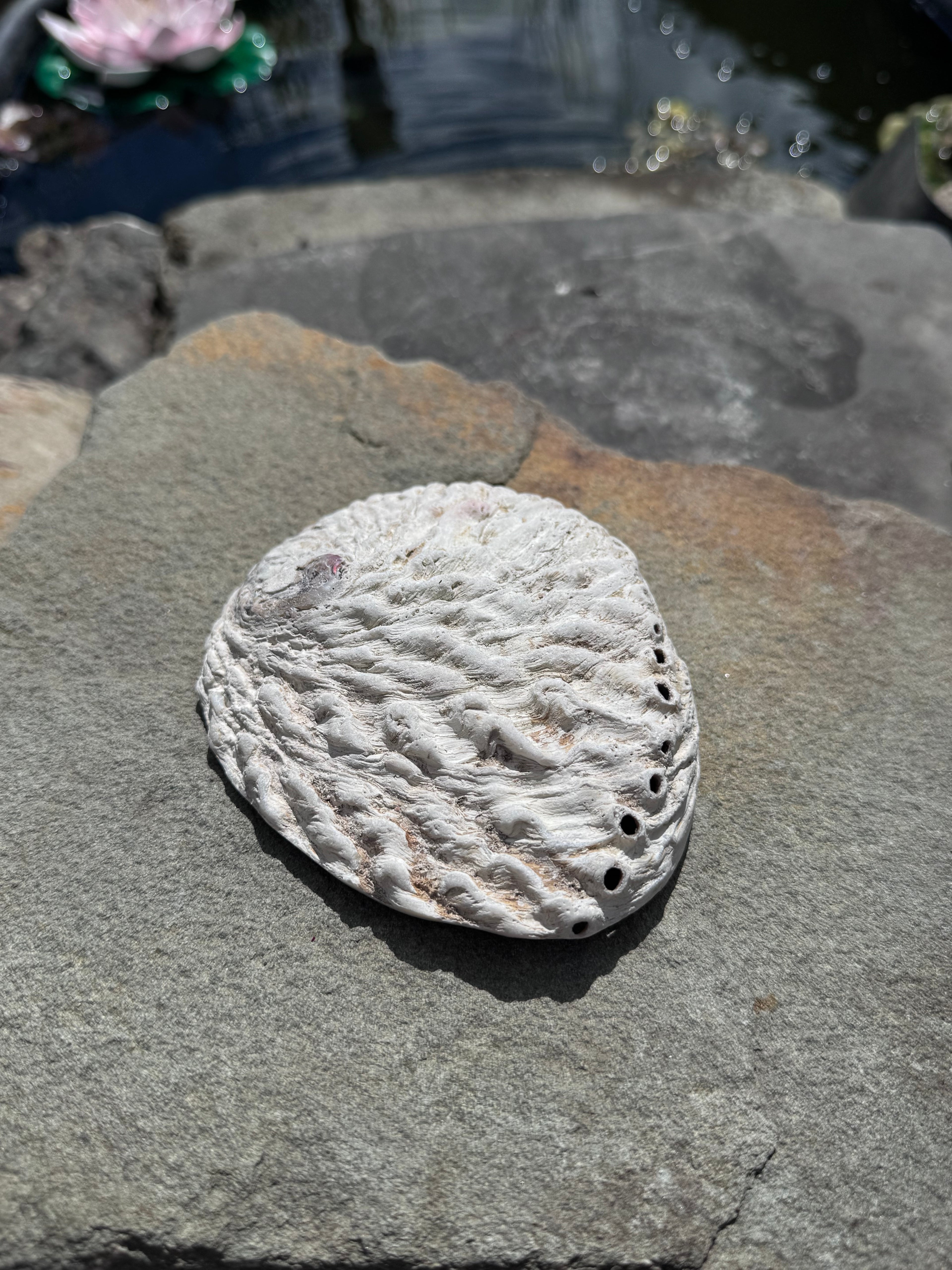 Abalone Muschel - groß