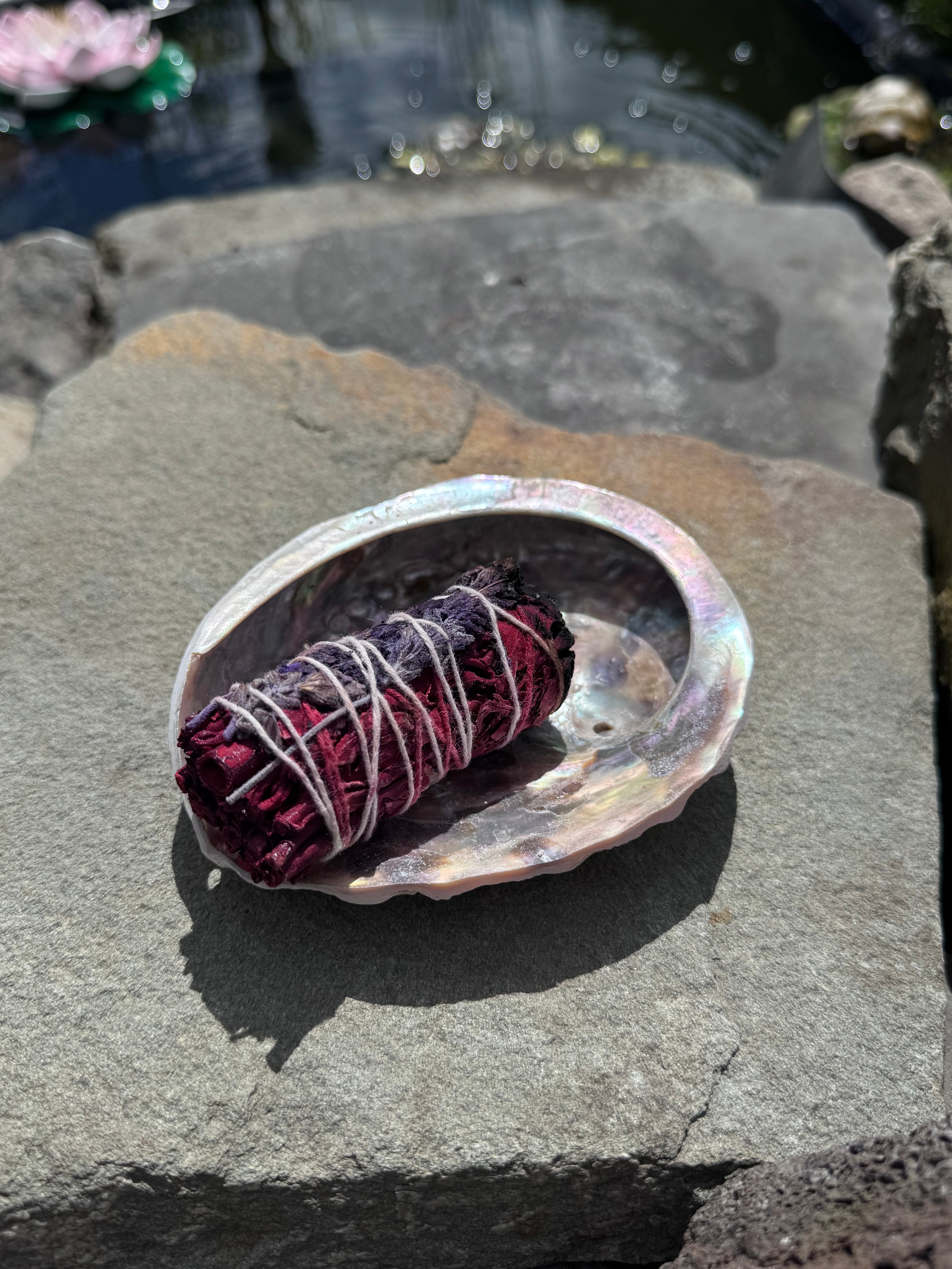 Abalone Muschel - groß